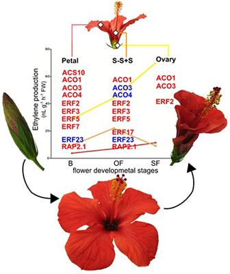 Ethylene Role in Plant Growth, Development and Senescence: Interaction with Other Phytohormones